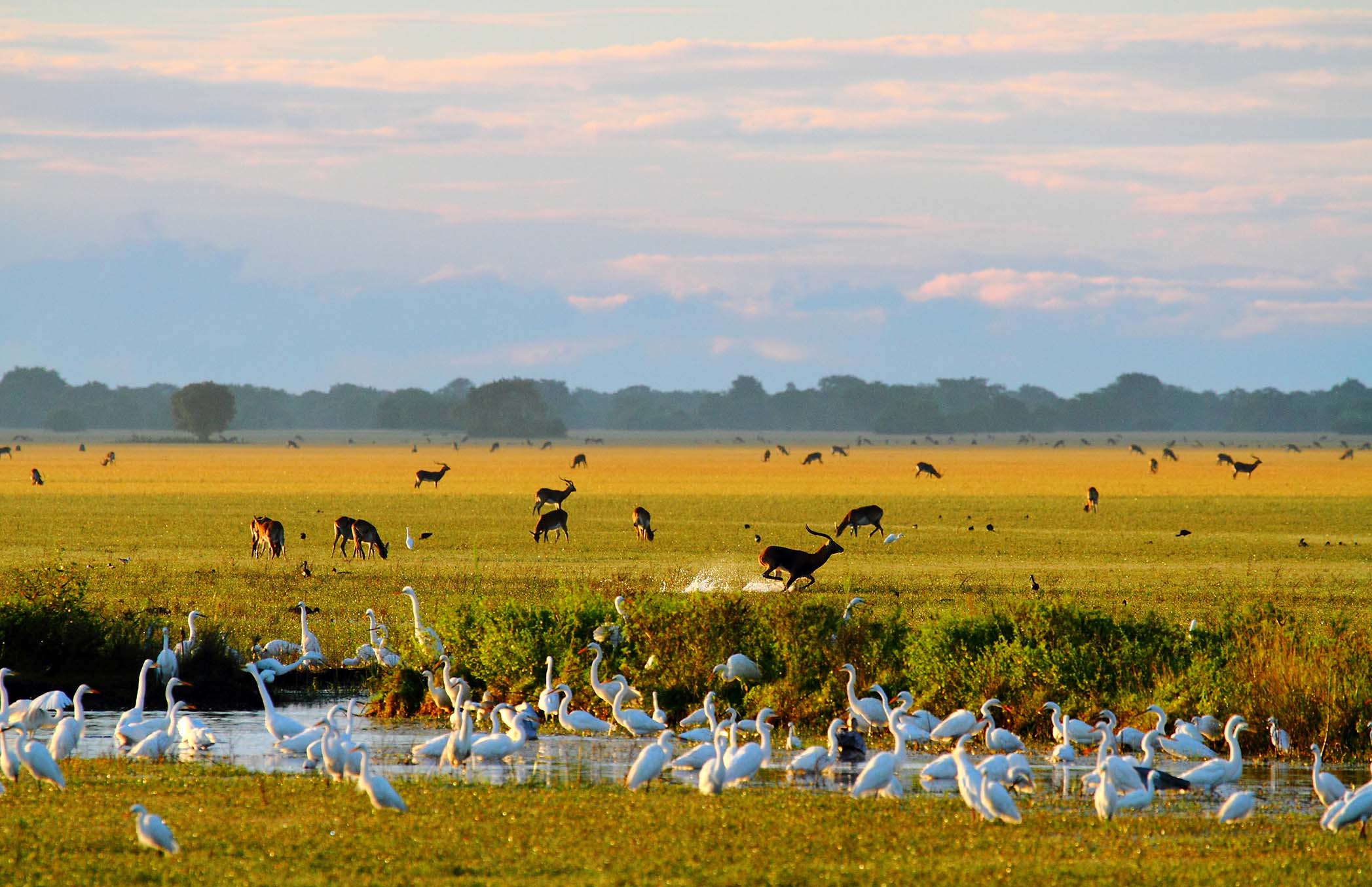 Travel to Bangweulu for a Luxury Zambia Safari